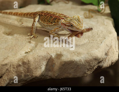 prickle beard to gorge engulf devour wait waiting insect australia prickle Stock Photo