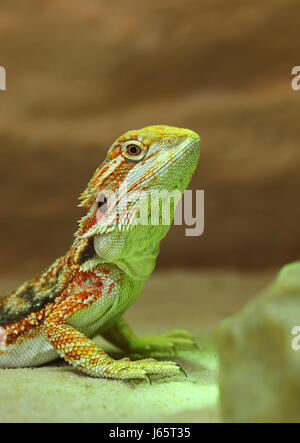 prickle beard wait waiting insect australia prickle beard to gorge engulf Stock Photo