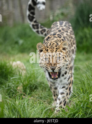 Snarling amur leopard cat Stock Photo