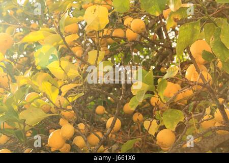 Lemon tree, Ischia, Italy Stock Photo
