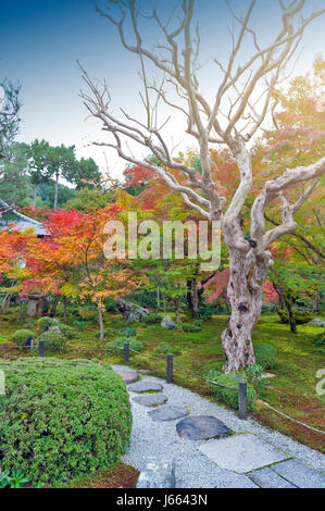 Japanese red maple tree during autumn in garden at Enkoji temple in Kyoto, Japan Stock Photo