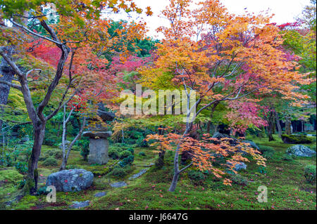 Japanese red maple tree during autumn in garden at Enkoji temple in Kyoto, Japan Stock Photo