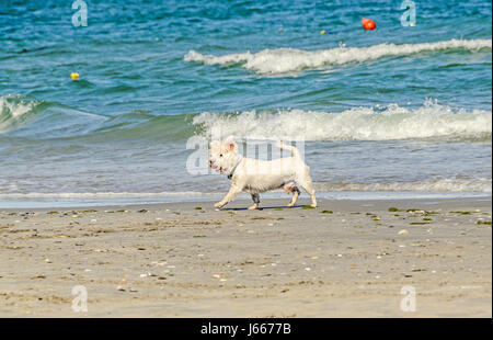 White bishon dog walking on the beach near blue water waves and sand. Stock Photo