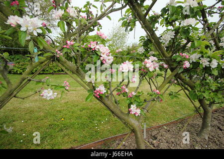 Blossom on apple trees (malus) trained into the 'Belgian Fence' espalier  forming diamond patterns, in the orchard of an English garden Stock Photo