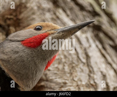 A male Northern Flicker, or Red Shafted Flicker, peeking out from his newly created home in Vancouver, BC. Stock Photo
