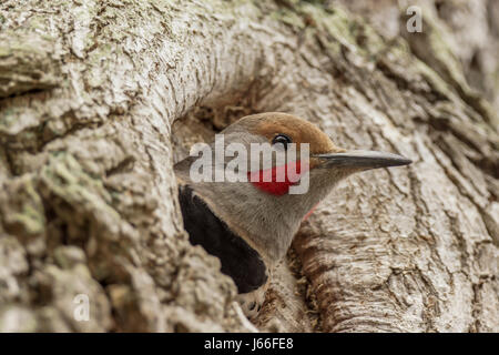 A male Northern Flicker, or Red Shafted Flicker, peeking out from his newly created home in Vancouver, BC. Stock Photo