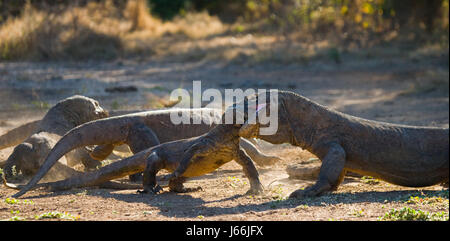 Two Komodo dragons fighting over a piece of food. Indonesia. Komodo National Park. Stock Photo