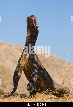 Komodo dragon is standing upright on their hind legs. Interesting perspective. The low point shooting. Indonesia. Komodo National Park. Stock Photo