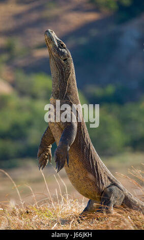 Komodo dragon is standing upright on their hind legs. Interesting perspective. The low point shooting. Indonesia. Komodo National Park. Stock Photo