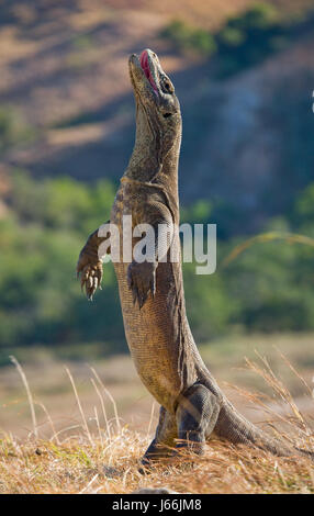 Komodo dragon is standing upright on their hind legs. Interesting perspective. The low point shooting. Indonesia. Komodo National Park. Stock Photo