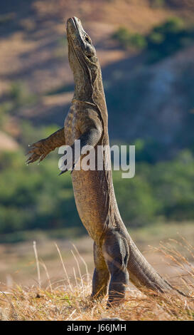 Komodo dragon is standing upright on their hind legs. Interesting perspective. The low point shooting. Indonesia. Komodo National Park. Stock Photo