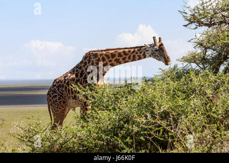 A huge male Masai giraffe towers over an acacia tree while feeding Stock Photo