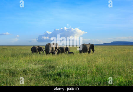 An African elephant matriarch leads her herd into the Savannah in search of food or water in a classic 'Out of Africa' scenery. Stock Photo