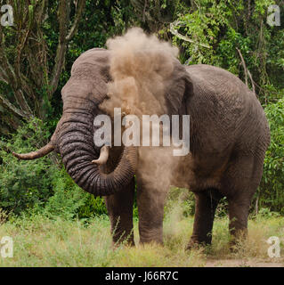 Elephant throws the dust. Africa. Kenya. Tanzania. Serengeti. Maasai Mara. Stock Photo