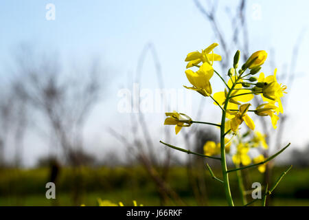 Yellow Flowers of Mustard in Full Blossom Stock Photo
