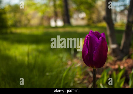 A Beautiful Close-up Photo of a purple tulip. Stock Photo
