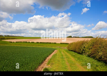 a grassy bridleway with a hawthorn hedgerow and wheat field in agricultural scenery in the yorkshire wolds under a blue cloudy sky in springtime Stock Photo