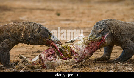 Komodo dragons eat their prey. Indonesia. Komodo National Park. Stock Photo