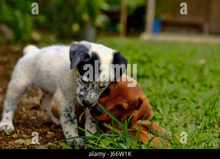 A black and white puppy plays with a brown puppy in the grass. Stock Photo