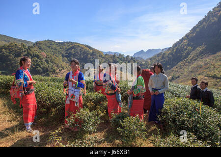 CHIANGMAI THAILAND - JAN10 : dara-ang hill tribe people harvesting tea leaves from tea plantation comunity field on january 10 , 2016 in chiangmai tha Stock Photo