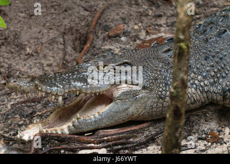 Saltwater crocodile (Crocodylus porosus) lies basking in Sungei Buloh Wetland Reserve in Singapore Stock Photo