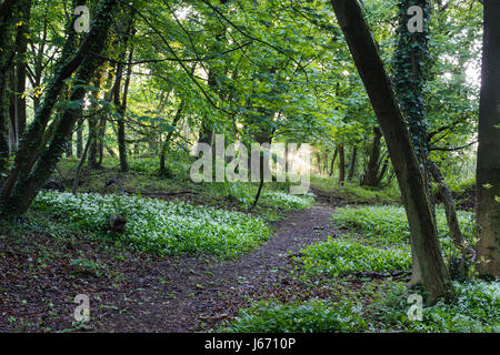 Allium ursinum. Wild Garlic in flower along a cotswold way woodland pathway. Broadway, Cotswolds, Worcestershire, England Stock Photo