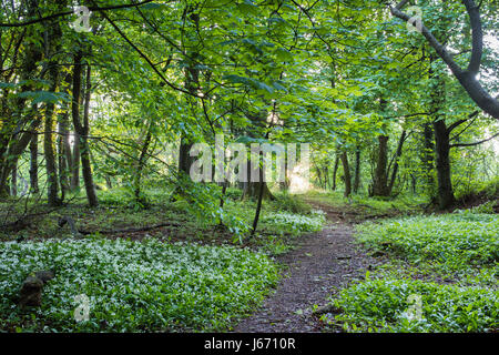 Allium ursinum. Wild Garlic in flower along a cotswold way woodland pathway. Broadway, Cotswolds, Worcestershire, England Stock Photo