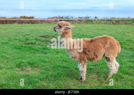 close up head shot of brown alpaca in green field Stock Photo
