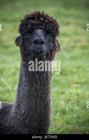 close up head shot of black alpaca in green field Stock Photo
