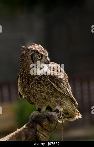 With his head turned to the viewers right this African Spotted Eagle Owl is perched on a gloved hand Stock Photo