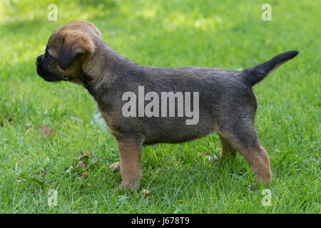 Border Terrier Puppy, 7 weeks old Stock Photo