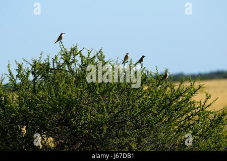 African Grassveld Pipits perched on Acacia thornveld Stock Photo