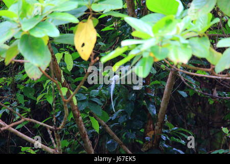 A male Blyth's Paradise-Flycatcher (Terpsiphone affinis) perched on a ...