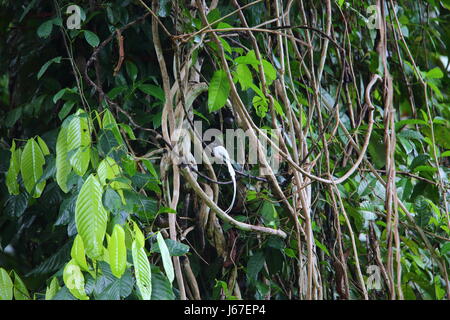 A male Blyth's Paradise-Flycatcher (Terpsiphone affinis) perched on a ...