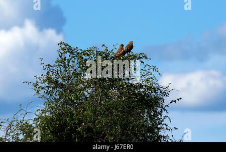 Pair of African Hawk eagles Stock Photo