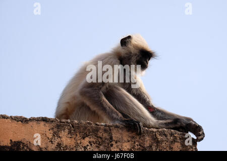 Gray Langur on Wall at Amber Fort in Jaipur, Rajasthan, India, on February, 16, 2016. Stock Photo