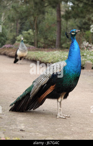 peacock Stock Photo