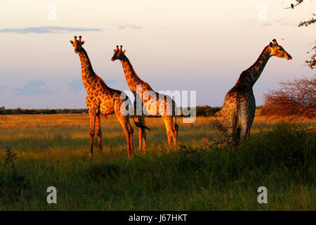 Giraffe family in the Central Kalahari Desert Stock Photo