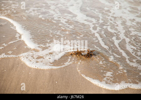 Seaweed caught in a wave of the incoming tide Stock Photo