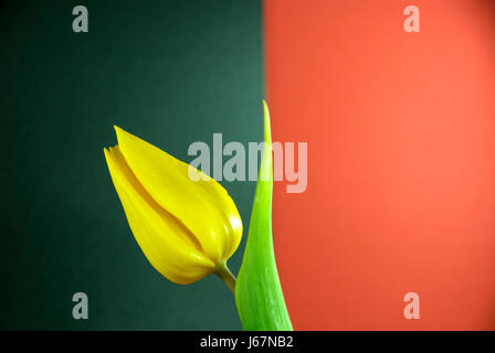 flower plant black swarthy jetblack deep black tulips spring tulip red yellow Stock Photo