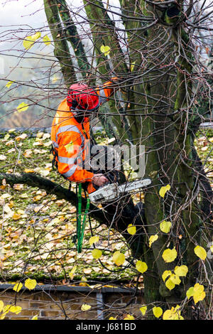 An arboriculturist with a chainsaw and orange protective clothing up a tree cutting back branches in autumn, London, UK