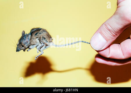 A dead mummified mouse being held by the tail between finger and thumb, shadowed against a yellow background Stock Photo