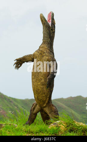 Komodo dragon is standing upright on their hind legs. Interesting perspective. The low point shooting. Indonesia. Komodo National Park. Stock Photo