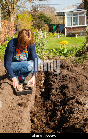 Woman planting first early seed  potato tubers in her vegetable garden Stock Photo