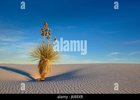 Yucca on sand dune, White Sands National Monument, New Mexico. Stock Photo