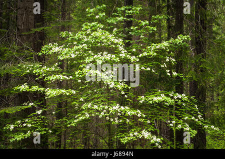 Pacific Dogwood tree, Cornus nuttallii; Rogue River-Siskiyou National Forest, Cascade Mountains, Oregon. Stock Photo