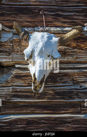 Cow skull on log cabin at Spring Creek Ranch in Paradise Valley, Montana. Stock Photo