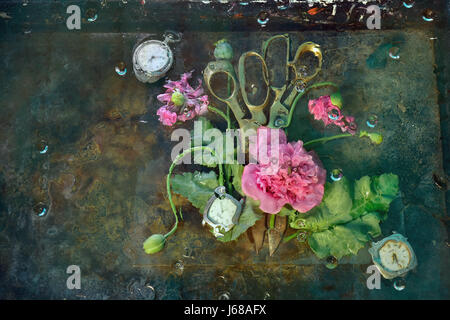 Art still life with two pairs of scissors lying next to surrounded by pink flowers of mountain poppies, on the glasses among the water, a possible pho Stock Photo