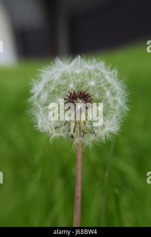 Dandelion Puff Ball with Green Grass in Background Stock Photo