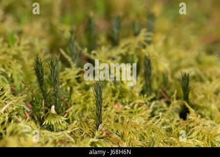carpet of Thuidium tamariscinum (Common Tamarisk-moss) with branches of Polytrichum commune (Common Haircap moss) poking through Stock Photo